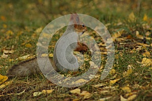 Red squirrel standing in grass