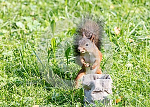 Red squirrel standing in green grass near the bag with nuts
