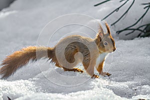 Red Squirrel standing on snow