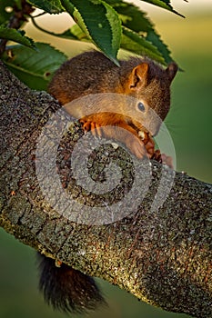 Red squirrel standing on the tree and eating