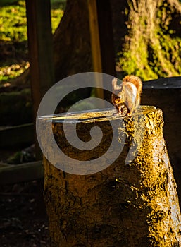 A red squirrel standing on a tree trunk with a golden fall afternoon sun