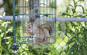 Red Squirrel Stealing Bird Seeds