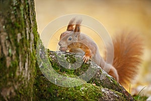 Red squirrel stealing a nut