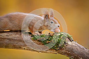 Red squirrel