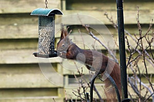 Red squirrel stretching for food