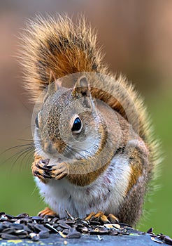 Red Squirrel and the sunflower seed lunch photo