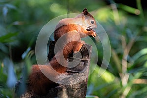 red squirrel in sunlight eating acorn