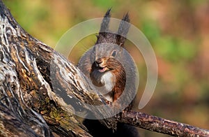 A red Squirrel surprised with his mouth open