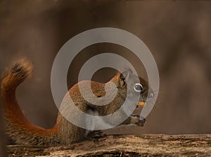 Red Squirrel Takes The Peanut