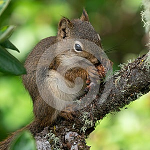Red Squirrel, Tamiasciurus hudsonicus