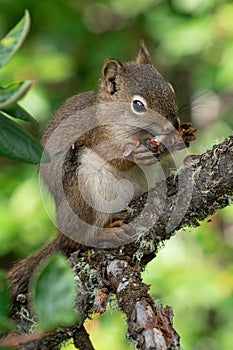Red Squirrel, Tamiasciurus hudsonicus