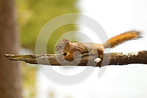 Red Squirrel - tamiasciurus hudsonicus.