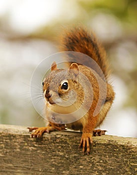 Red Squirrel - tamiasciurus hudsonicus.