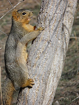 Red squirrel - Tamiasciurus hudsonicus
