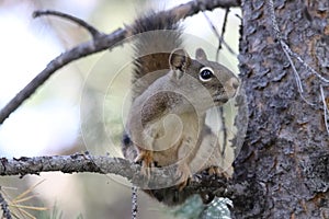 Red Squirrel Tamiasciurus hudsonicus 4