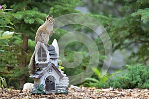 Red Squirrel Tamiasciurus hudsonicus on a garden decoration