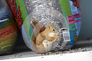 Red Squirrel Tamiasciurus hudsonicus stealing sunflower seeds