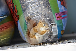 Red Squirrel Tamiasciurus hudsonicus stealing sunflower seeds photo