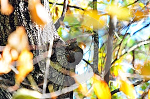 Red Squirrel Tamiasciurus hudsonicus in a Tree