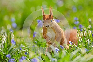 Red squirrel tiptoe