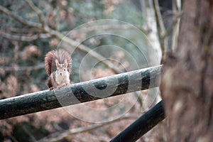 Red Squirrel about to get up on a tree. Wild Red squirrels are scientifically known as Sciurus vulgaris, a rodent typical from