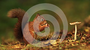 Red Squirrel and Toadstool