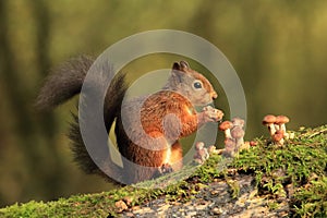 Red Squirrel and Toadstools photo