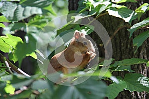 Red squirrel on a tree