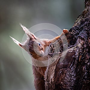 Red Squirrel on a tree branch