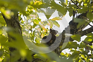 Red squirrel in a tree branch