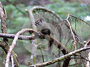 Red squirrel on a tree branch