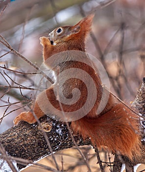 Red squirrel on the tree in the chilling winter day.