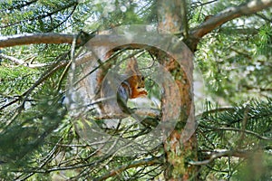 Red squirrel in a tree eating a nut