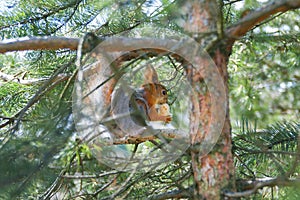 Red squirrel in a tree eating a nut