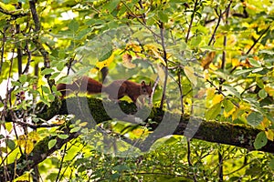 Red squirrel on a tree
