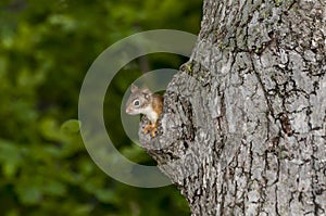 Red squirrel in tree nest