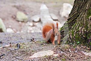 Red squirrel at the tree in the park