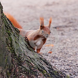 Red squirrel on a tree in the park