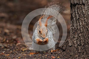 Red squirrel on a tree in the park