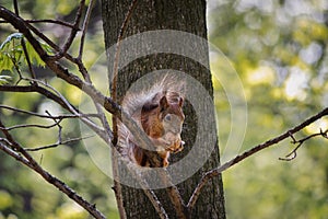 Red squirrel on a tree