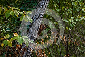 Red squirrel on a tree