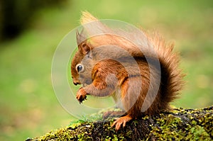 Red Squirrel on a Tree Stump