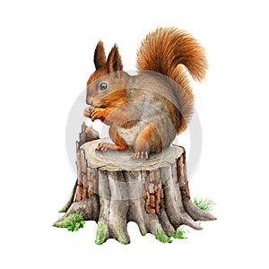 Red squirrel on a tree stump. Watercolor painted illustration. Hand drawn cute squirrel siting on a wooden tree stump