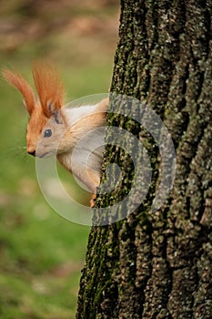 Red Squirrel on Tree trunk