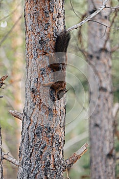 Red squirrel on a tree trunk.