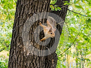 Red squirrel on a tree trunk hanging down