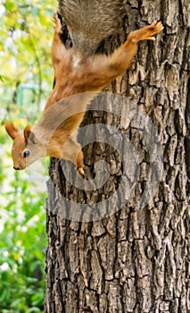 Red squirrel on a tree trunk hanging down