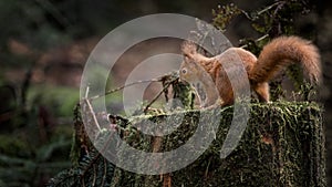 Red Squirrel on a tree trunk