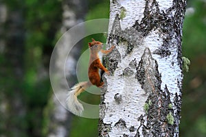 Red squirrel on a tree