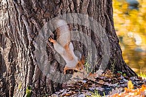 Red squirrel on the trunk of an oak tree near the ground. Autumn day